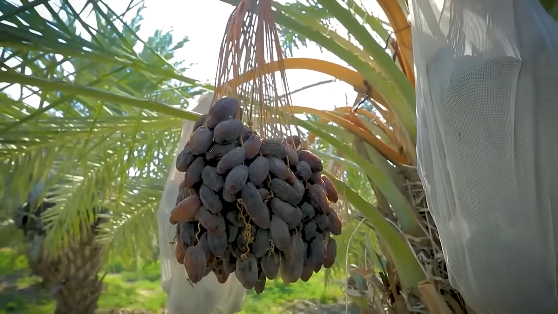 kurma, manfaat kurma, kesehatan