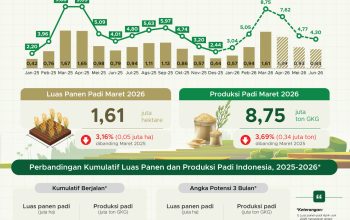 Maret 2026, Luas Panen Padi Capai 1,61 Juta Ha
