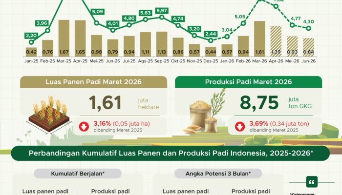 Maret 2026, Luas Panen Padi Capai 1,61 Juta Ha