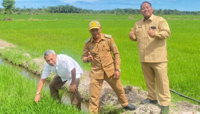 Padi Gamagora Ditanam di Kaltim, Digadang Jadi Solusi Pertanian Tadah Hujan
