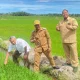 Padi Gamagora Ditanam di Kaltim, Digadang Jadi Solusi Pertanian Tadah Hujan
