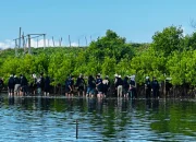 Restorasi Lingkungan, HMP UGM Tanam 1.000 Mangrove di Pesisir Kulon Progo