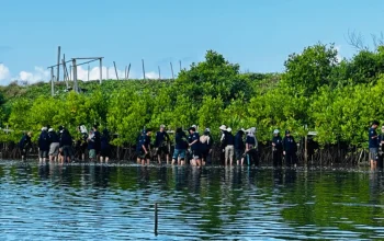 Restorasi Lingkungan, HMP UGM Tanam 1.000 Mangrove di Pesisir Kulon Progo