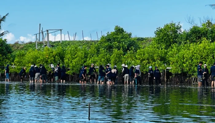 Restorasi Lingkungan, HMP UGM Tanam 1.000 Mangrove di Pesisir Kulon Progo
