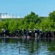 Restorasi Lingkungan, HMP UGM Tanam 1.000 Mangrove di Pesisir Kulon Progo